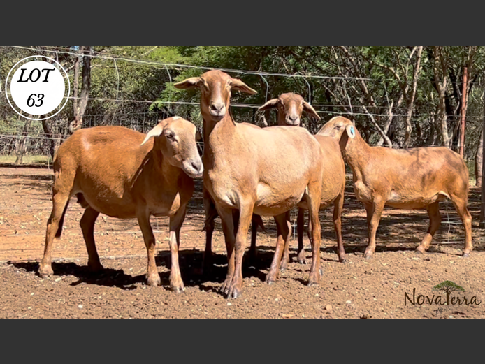 Ewes | Nova Terra Agri 