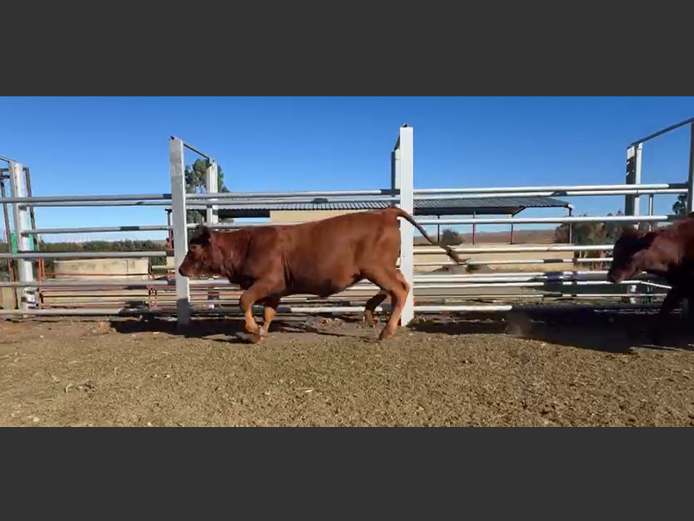 Cattle 