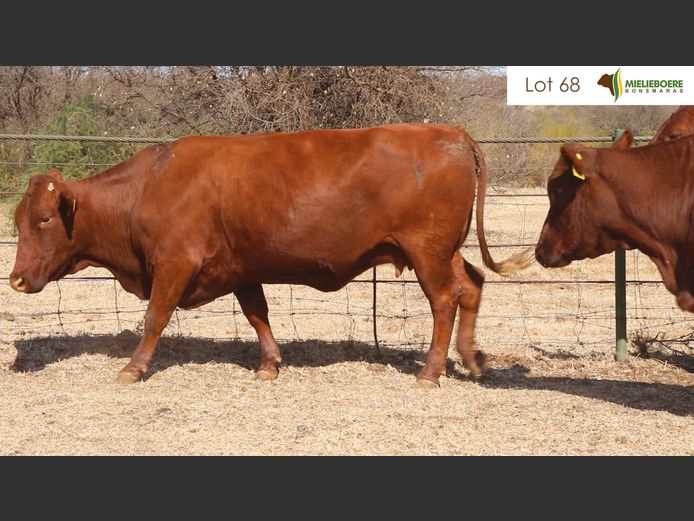 Kommersiële Vroulike Diere