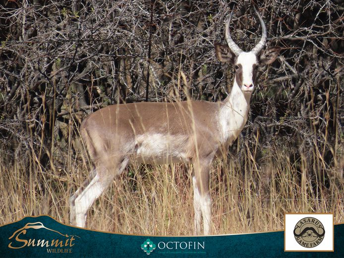 YOUNG DAPPLED IMPALA RAM