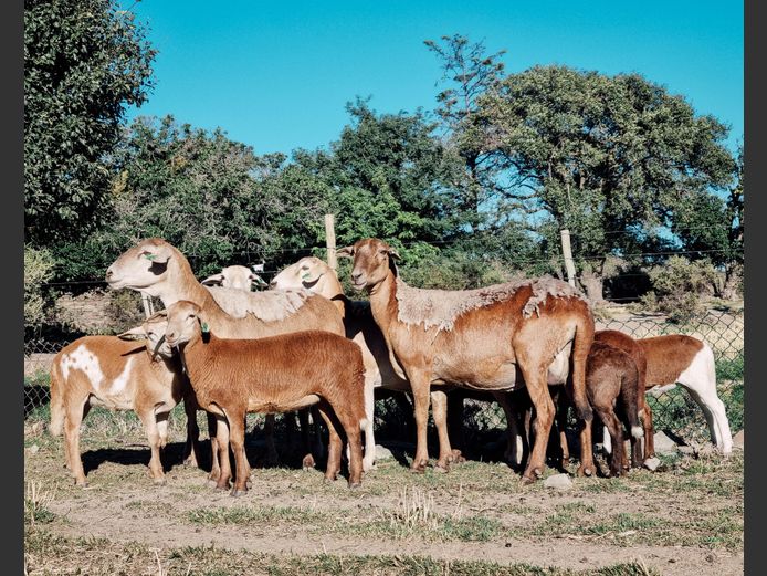 JPK3103 | BOVLEI MEATMASTERS