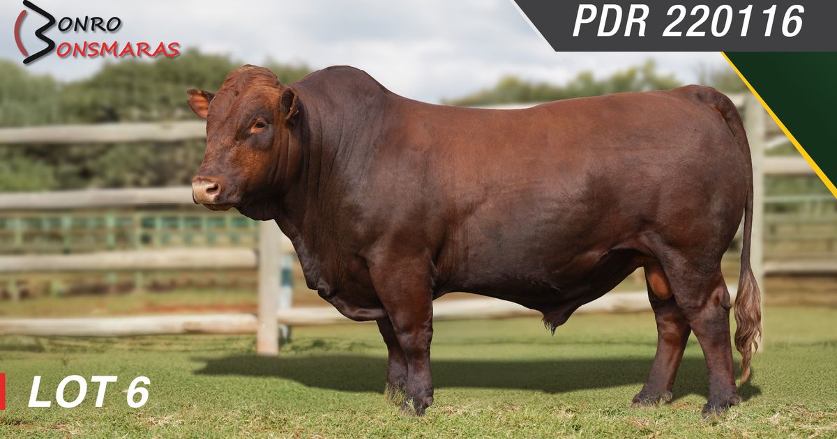 Lot 6 | SYFERFONTEIN BONSMARAS 26STE PRODUKSIEVEILING | SwiftVEE ...