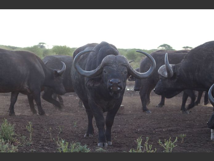 BUFFALO | MANZI TRUST