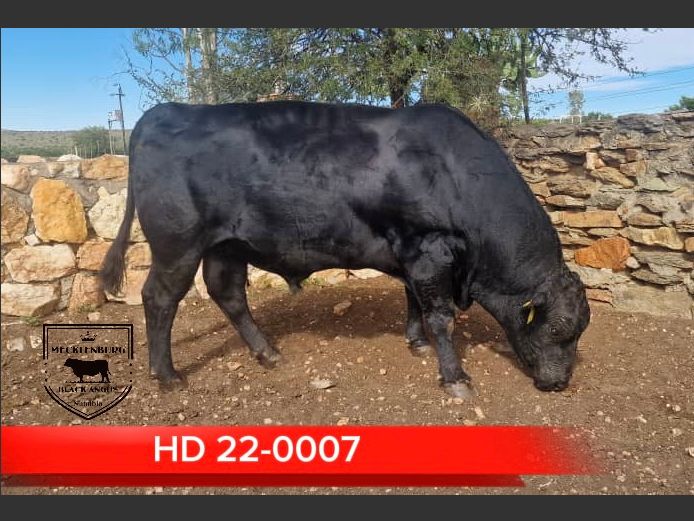 22-0007HD | MECKLENBURG BLACK ANGUS 