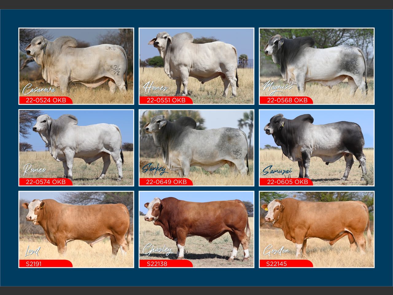OKABRA SIGNATURE SALE | SwiftVEE | Livestock & Cattle Webcast Auctions