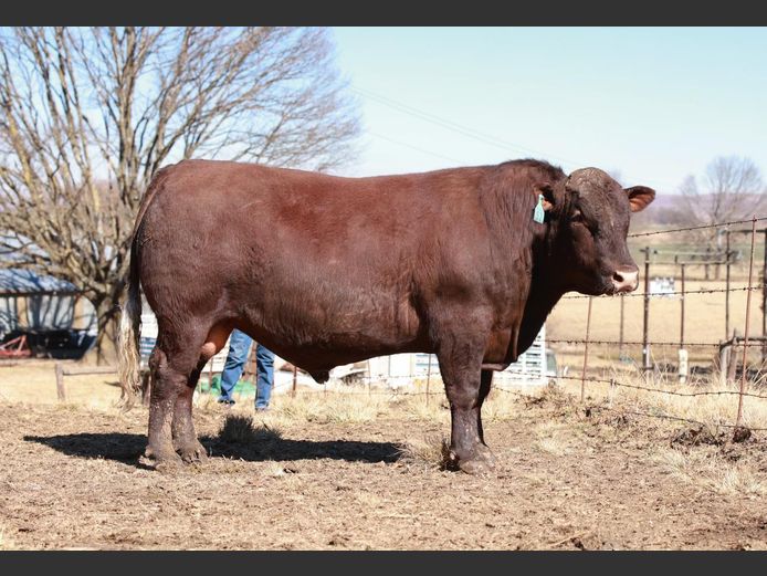 LAM2262 | BULL'S RUN SUSSEX STUD