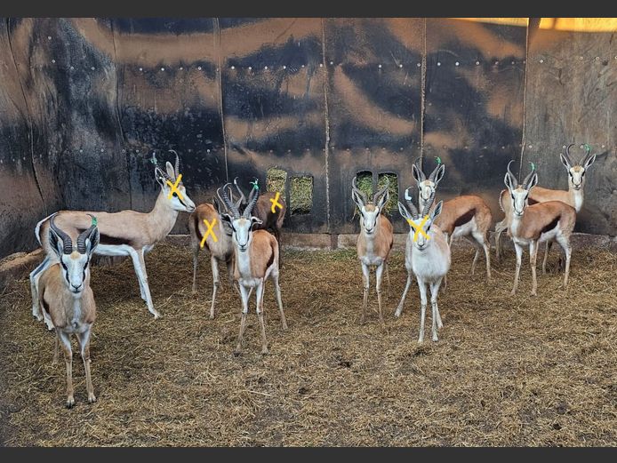 SPRINGBOK | PDJ CILLIERS