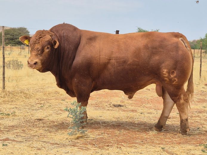 22-0030HWZ | DANECO LIMOUSIN STOET