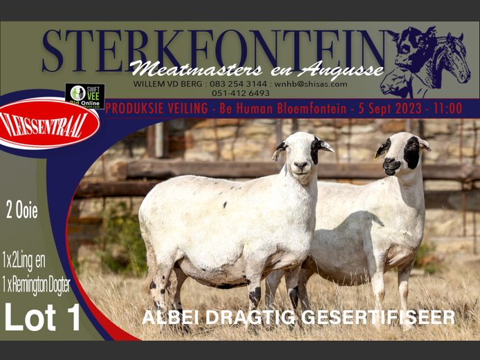 Ewes | Sterkfontein Meatmasters