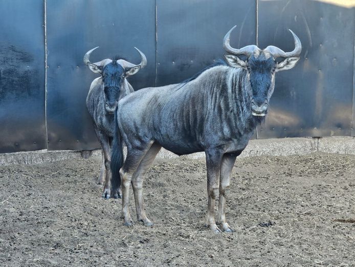 BLUE WILDEBEEST | KRUISRIVIER