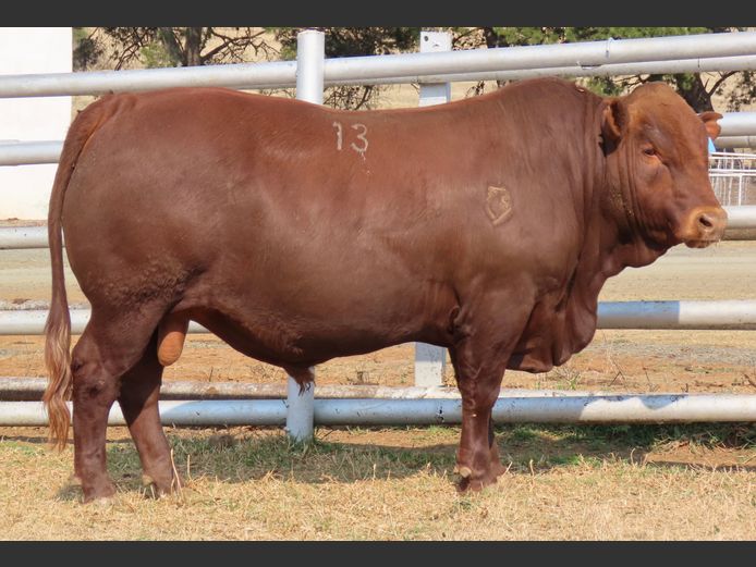 WDS 230155 | SWAERSHOEK BONSMARAS