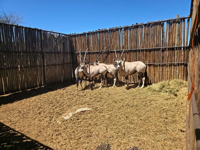 GEMSBOK | HANLEY 2