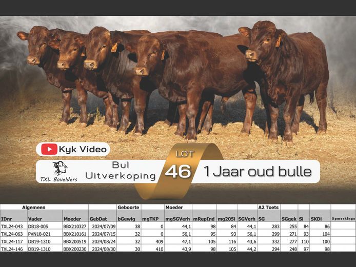 1 YEAR OLD BULLS