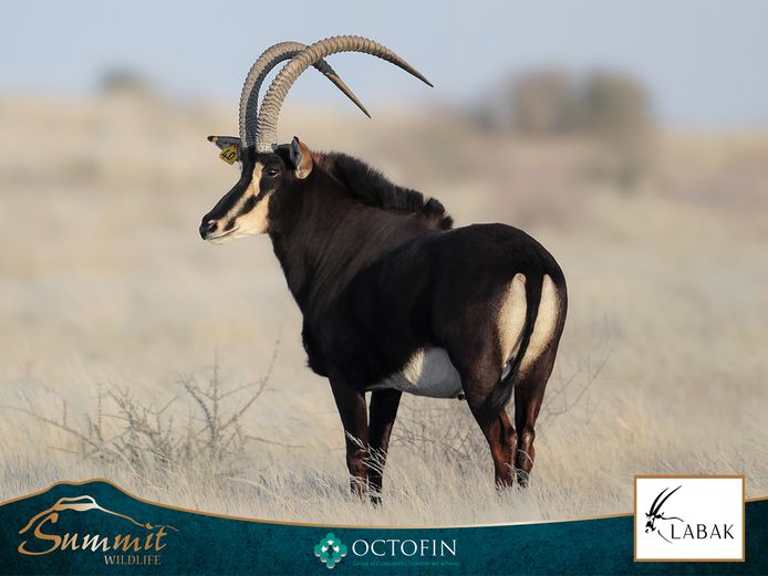 42" SABLE BULL