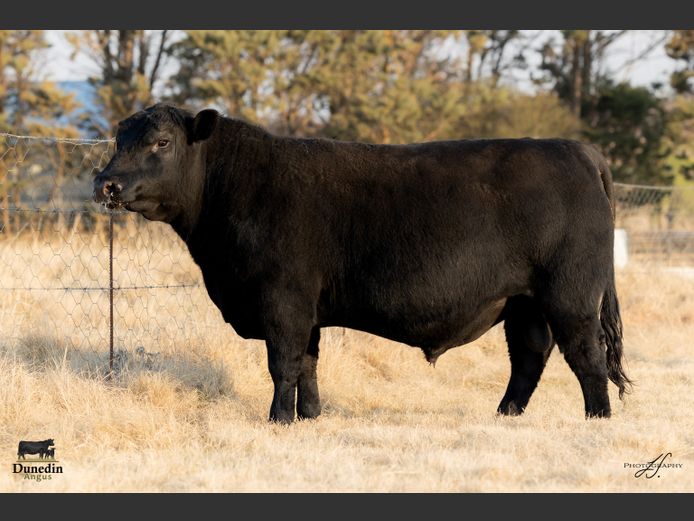 KCM 230124 | TABLE HILL FARMING PTY LTD
