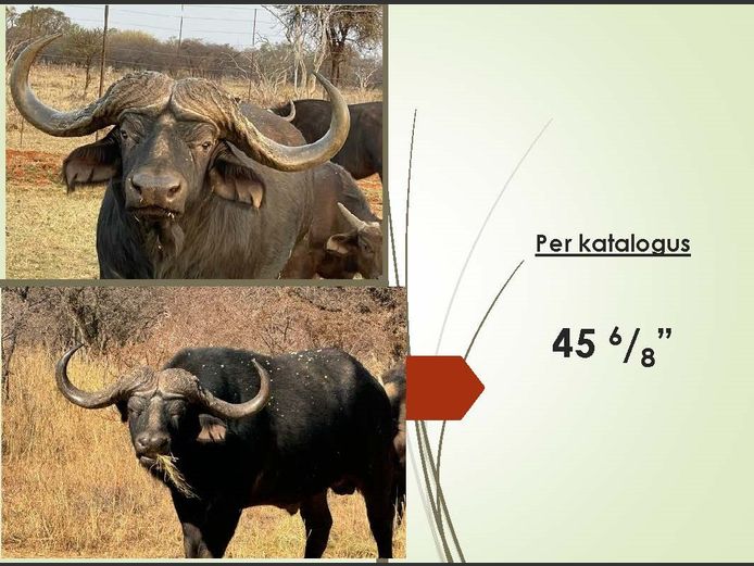 BUFFEL 45 6/8” | B. MOOLMLAN