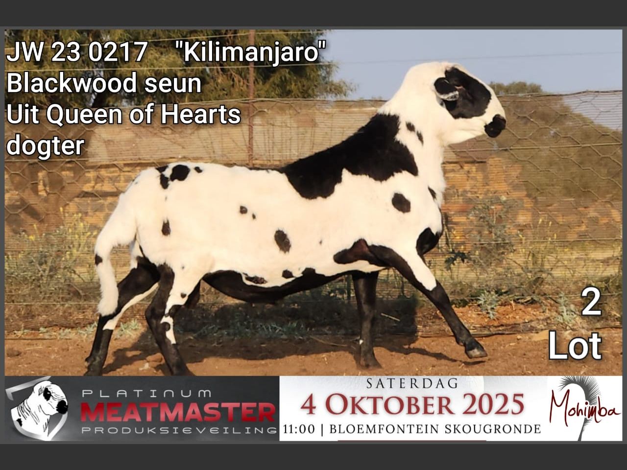 Lot 2 | PLATINUM MEATMASTER PRODUKSIEVEILING | SwiftVEE | South Africa ...