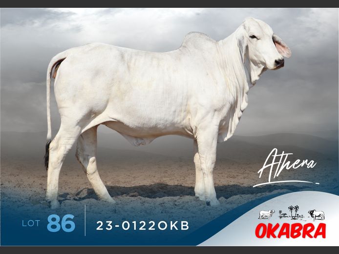 23-0122OKB | OKABRA BRAHMANS