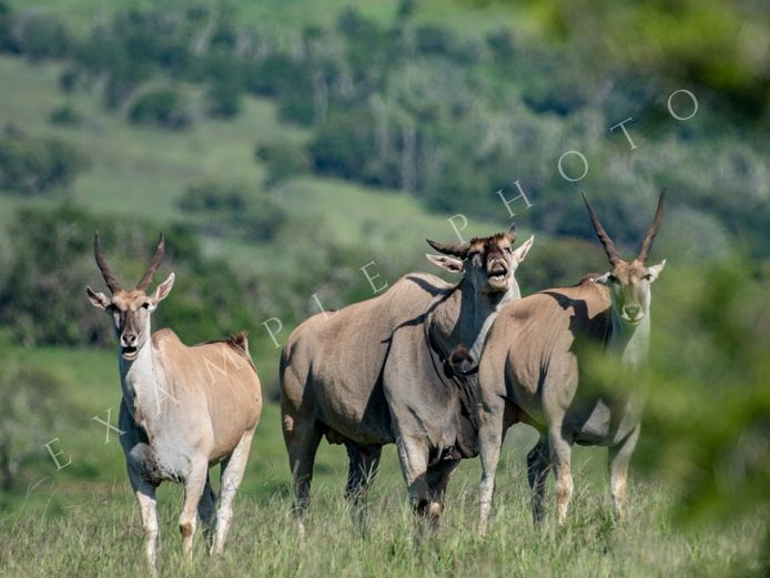 ELAND FAMILY GROUP | INYATHI