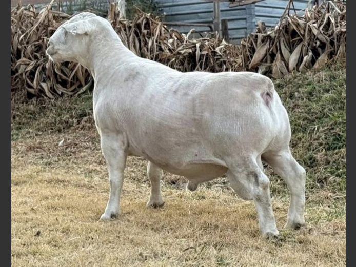 Ram | GJ Lötter