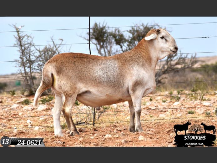 HWH24-0621 | Stokkies Meatmasters