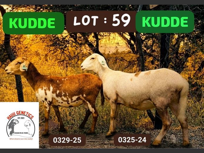 25-0329 | 24-0325 | KAUU GENETICS