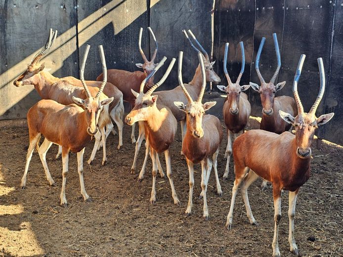 BLESBOK KOPER | HELICON