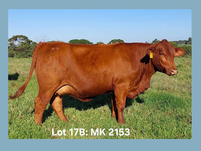 MK 21 53