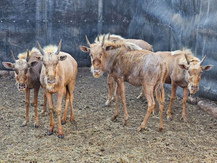 GOLDEN GNU | AYLESHAM TRUST