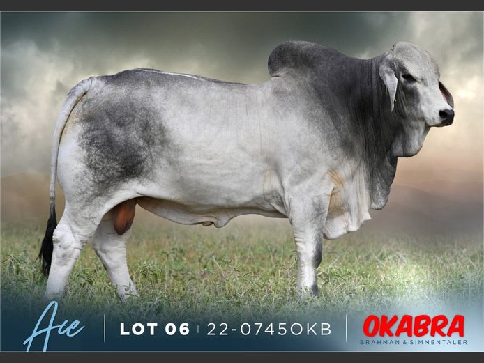 22-0745 OKB | OKABRA BRAHMAN