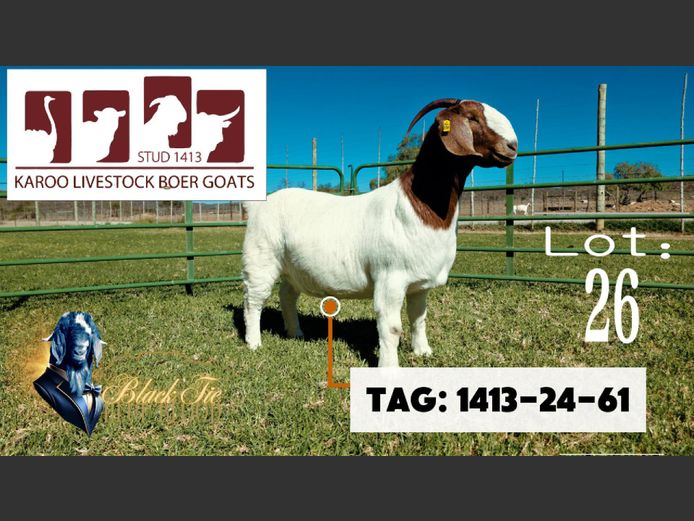 1413240061 | Karoo Livestock Boer Goat Stud
