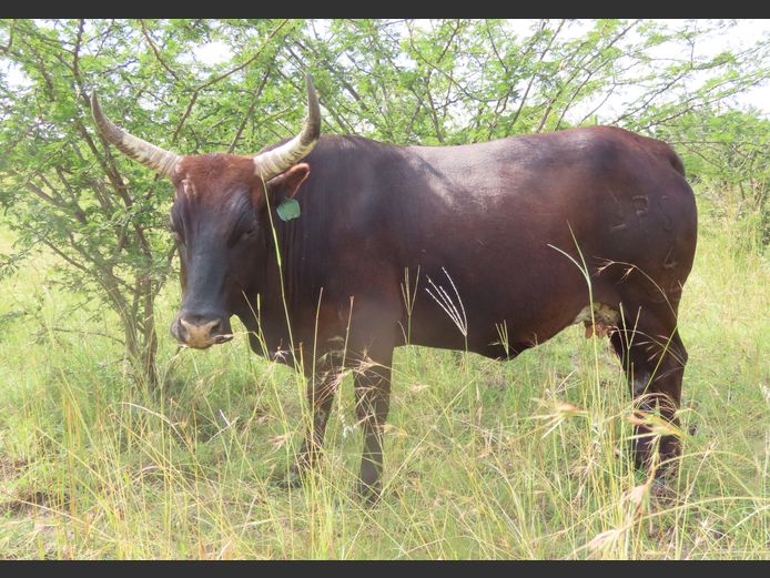 Commercial Animals | MATLA (O.T. Jannasch)