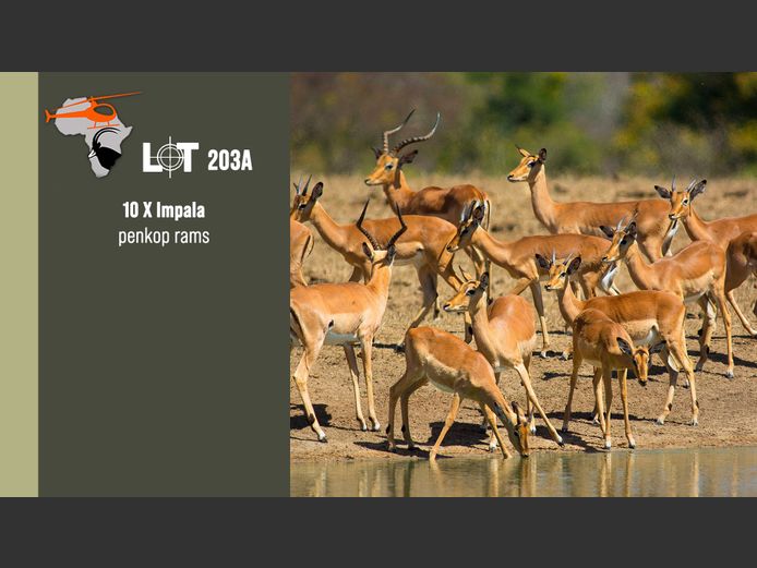 Impala