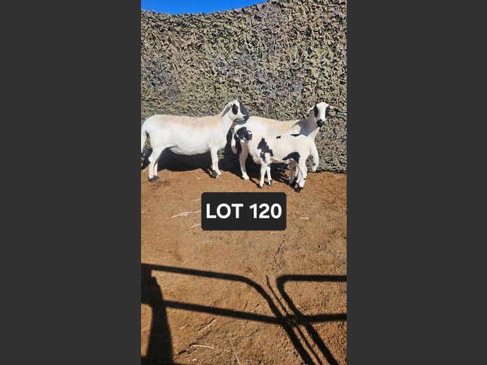 KK 241 | Doncor Meatmasters