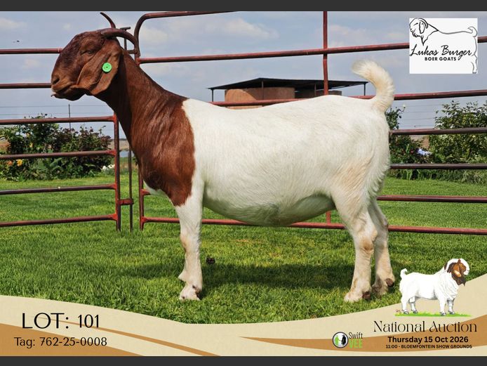 762-25-0008 | AWA Burger Boerbokstoet