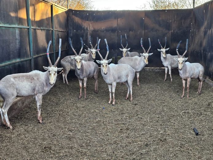 WHITE BLESBUCK | HIGHLAND