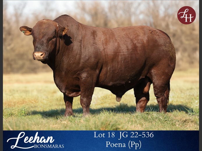 JG220536 | Leehan Bonsmara