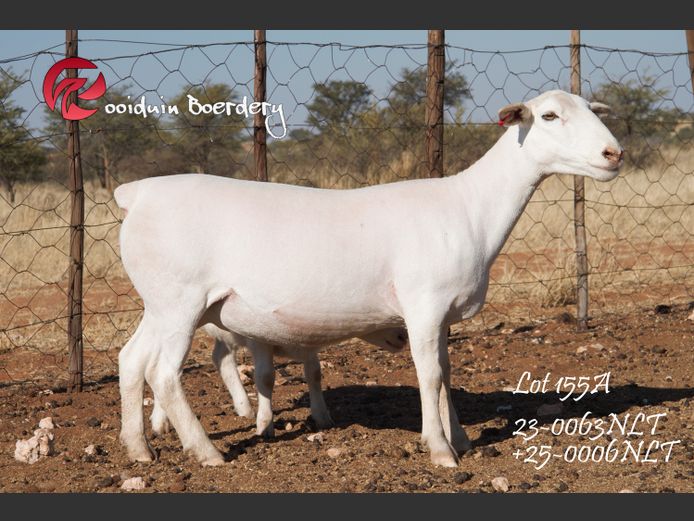 23-0063NLT | ROOIDUIN WHITE DORPER 
STUD 