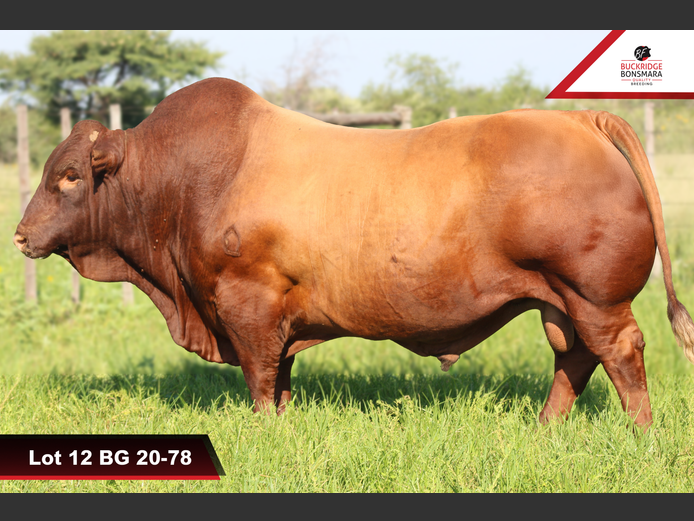 BG 200078 | BUCKRIDGE BONSMARAS