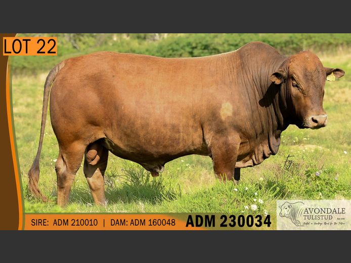 ADM 230034 | A.D. MULLINS