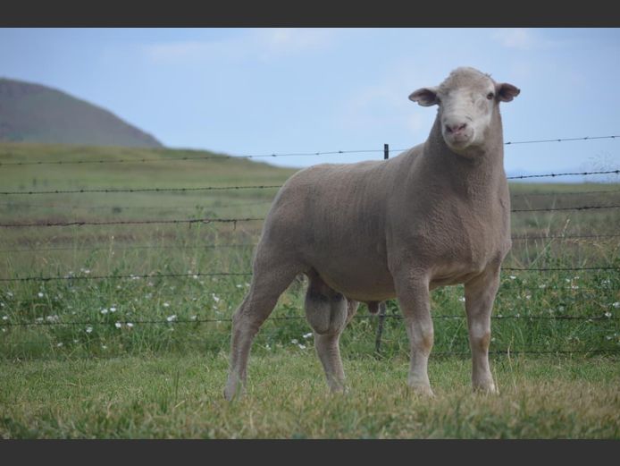 T 240338 | TWEE BROERS DORMER STOET