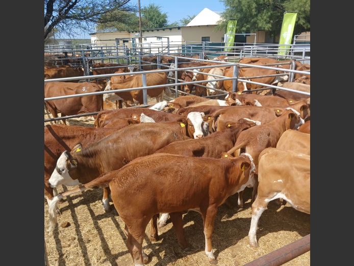 WEANER FEMALES | DOLL FARMING PREMIUM AUCTION