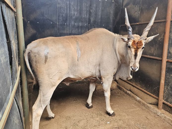 ELAND | WATERBERG GAME