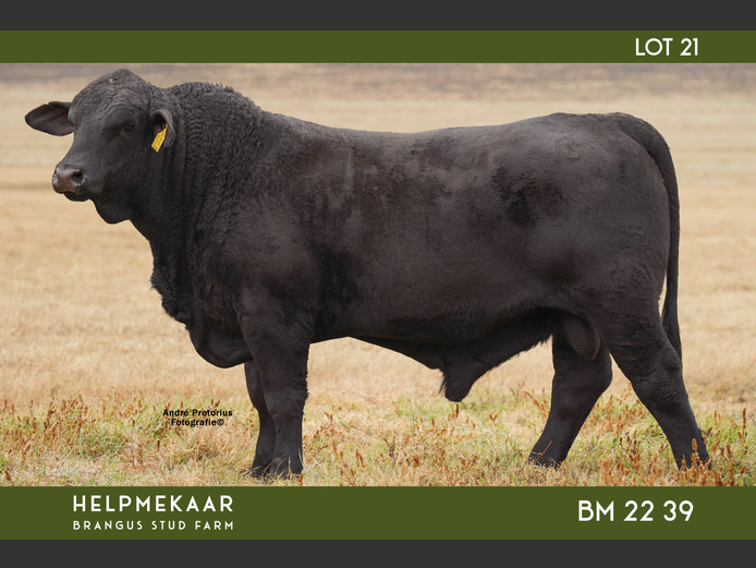 BM2239 | CAMPHER, DR. EJ