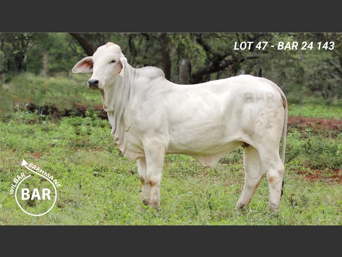 BAR24143 | BARNARD WJ