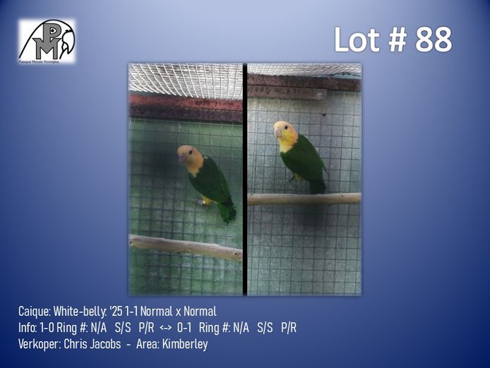 1-1 '25 Caique: White-belly: Normal x Normal - Chris Jacobs