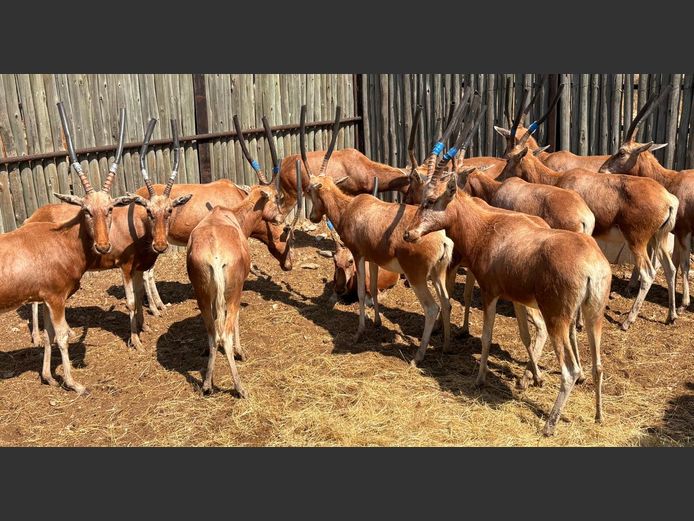 Koper Blesbok Ooie