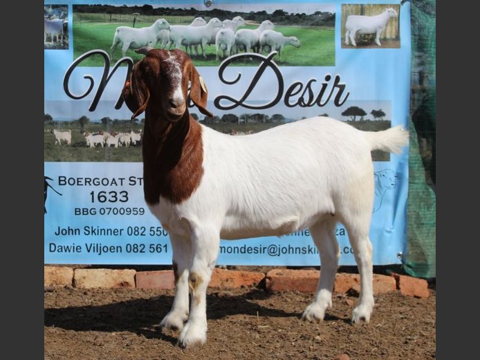 1633 25 1158 | Mon Desir Boergoats