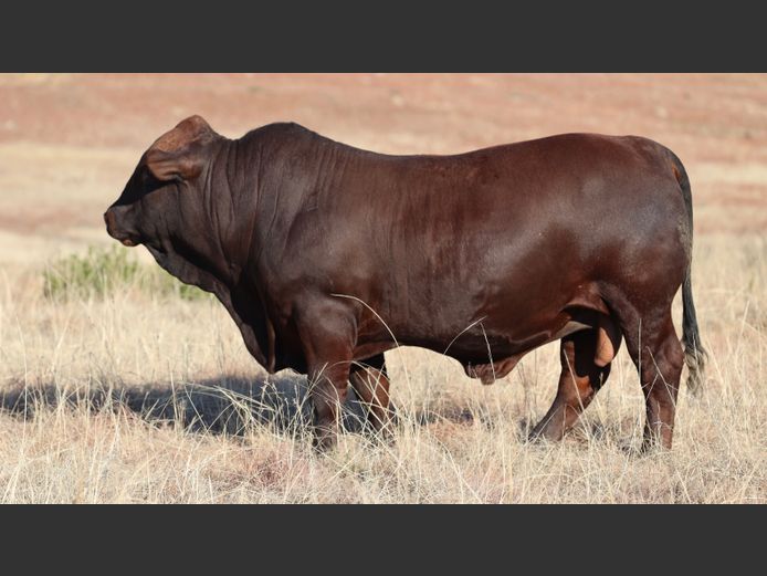 HBH 230005 | CLARK CATTLE COMPANY PTY LTD