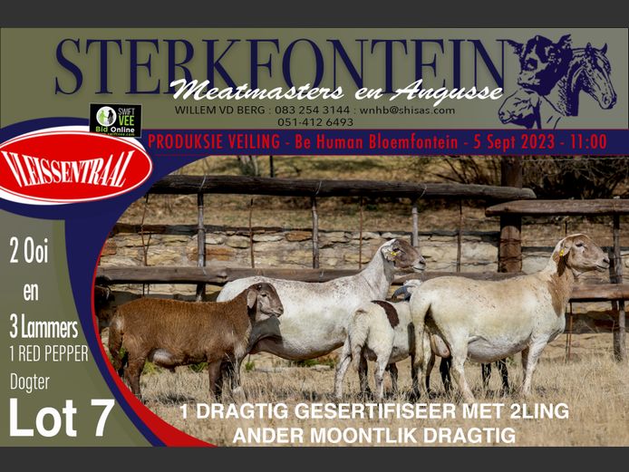 Ewes | Sterkfontein Meatmasters